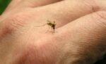Dengue
